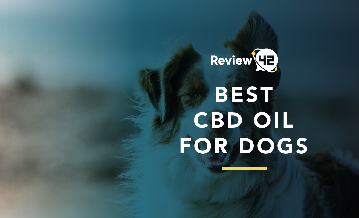 Best CBD Oil for Dogs