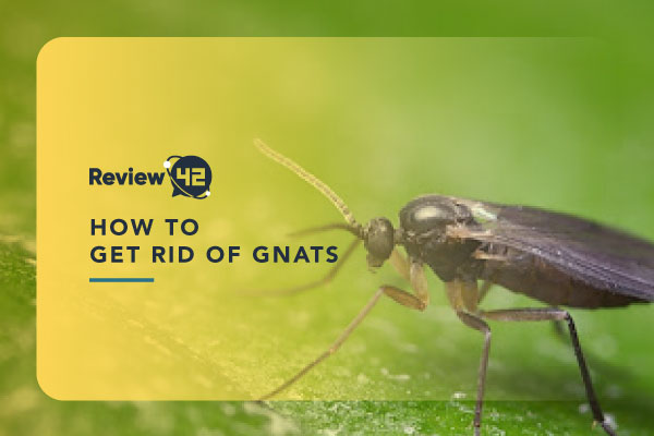 How to Get Rid of Gnats [8 Possible Ways]