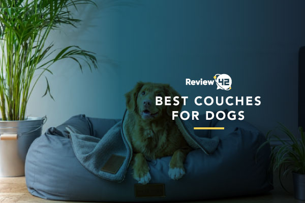 Couches For Dogs