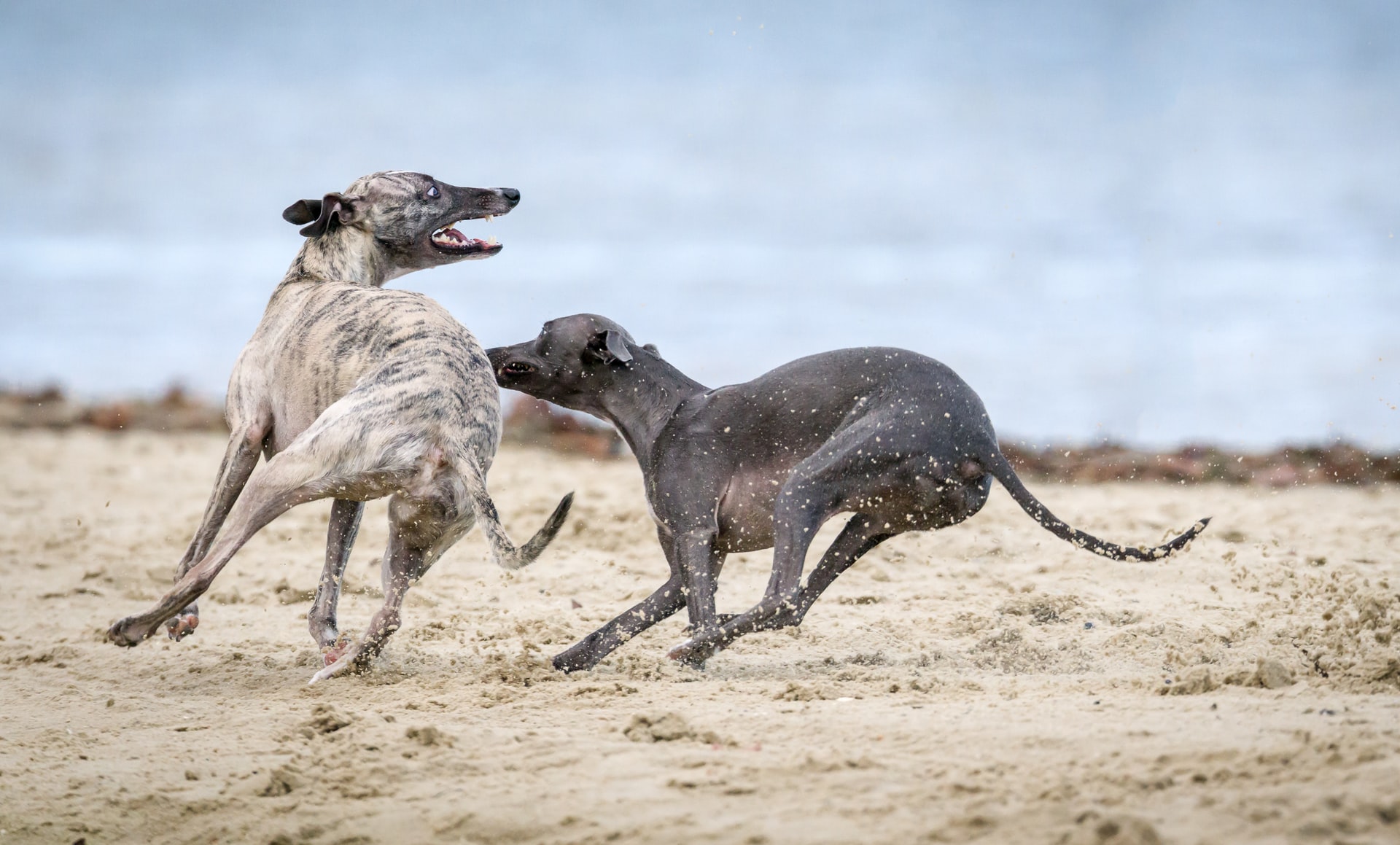Betting on Greyhounds - Image 1