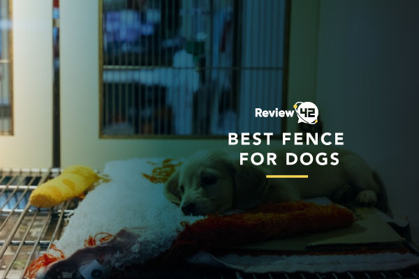Best Fence for Dogs