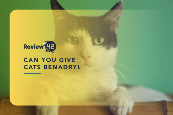 Should You Give Cats Benadryl? [And How Much Is Too Much?]