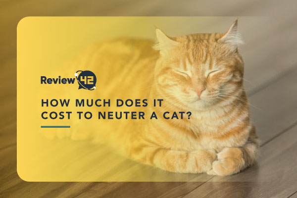 How Much Does It Cost to Neuter a Cat in 2023?