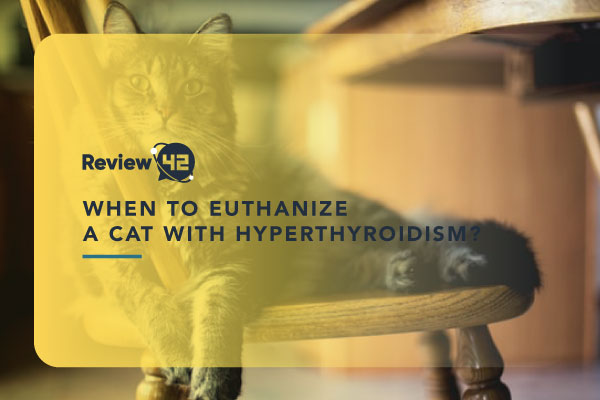 When to Euthanize a Cat  With Hyperthyroidism? [2022 Guide]