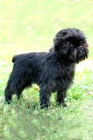 Affenpinscher dog, black