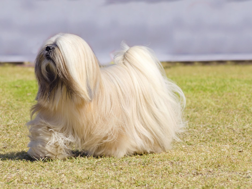 Lhasa Apso, very long white fur, covering the eyes