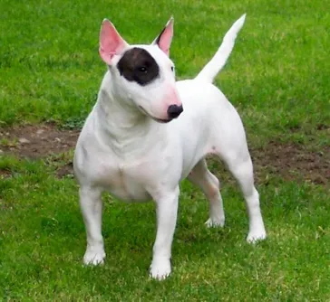 Miniature Bull Terrier - white coat, black circle on the left eye