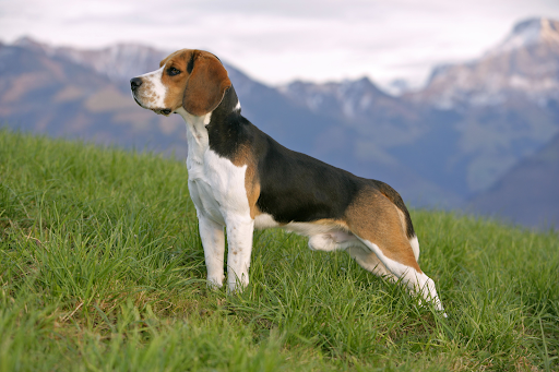Beagle, white, black and brown fur
