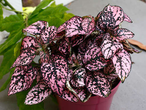 15 Gorgeous Pink Houseplants That Will Take Your Breath Away