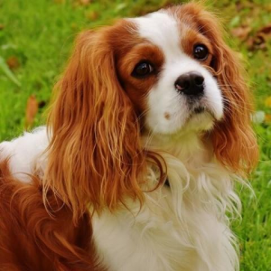 Cavalier King Charles Spaniel - brown and white fur