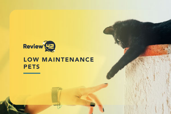 15 Low-Maintenance Pets Perfect for Busy People