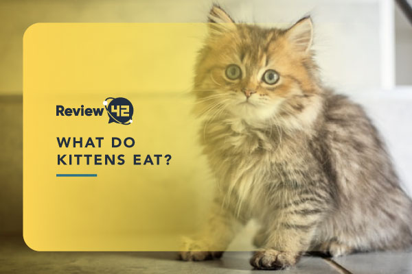 What Do Kittens Eat? [Detailed Guide]