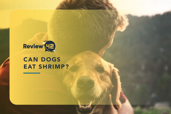 Can Dogs Eat Shrimp? [And How It Should be Served]