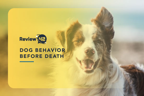 Dog Behaviour Before Death – Spot the Signs and Help Your Pet