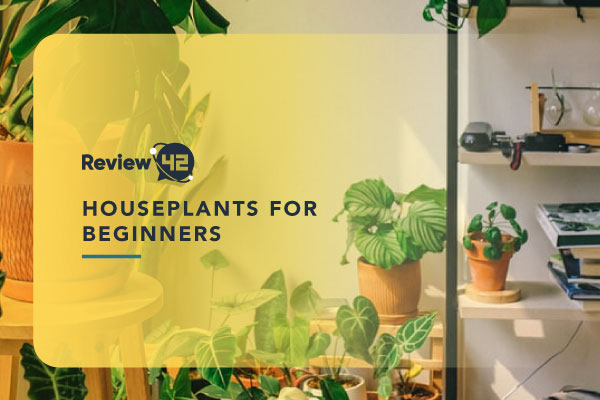 12 Houseplants for Beginners [Guide to Caring for Them]