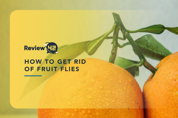How To Get Rid Of Fruit Flies [3 Tried and Tested Methods]