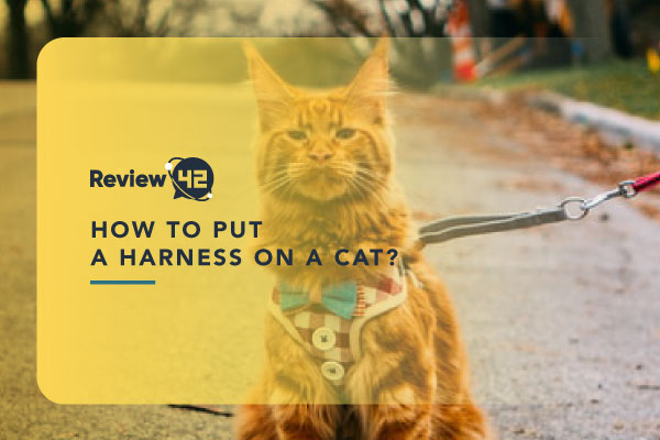 How to Put a Harness on a Cat in 5 Easy Steps