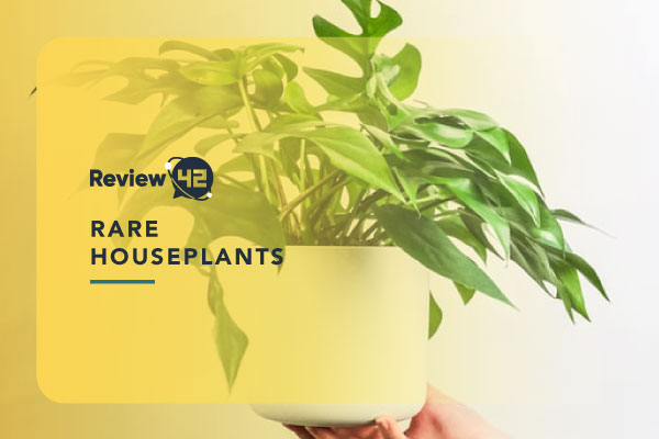 The Most Beautiful Rare Houseplants in 2022