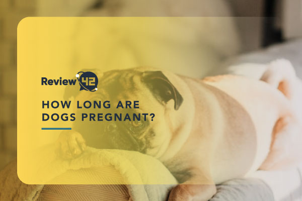Stages of a Dog’s Pregnancy: A Complete Guide