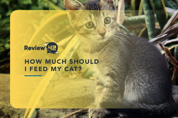 A Guide to How Much You Should Feed Your Cat