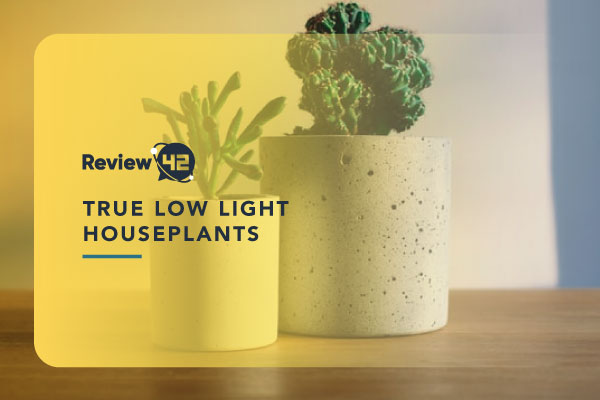 15 True Low-Light Houseplants: 2022 Guide
