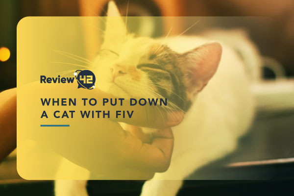 When to Put Down a Cat With FIV