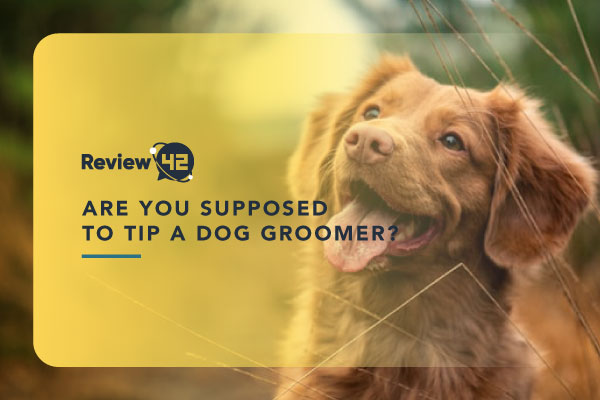 Do You Tip Dog Groomers and Why You Should