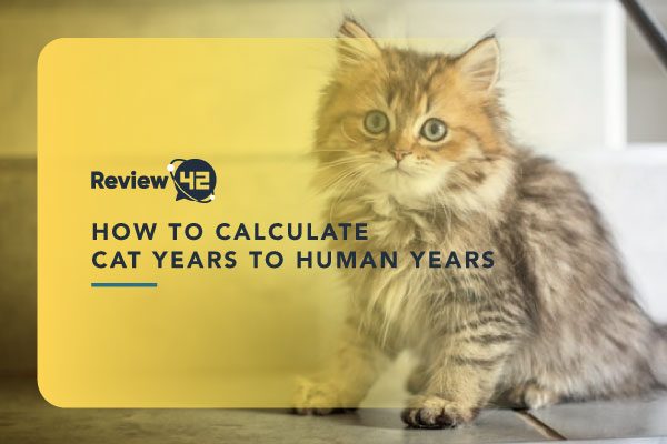How to Calculate Your Cat’s Age to Human Years