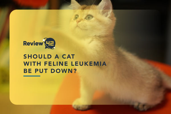 Should a Cat With Feline Leukemia Be Put Down?