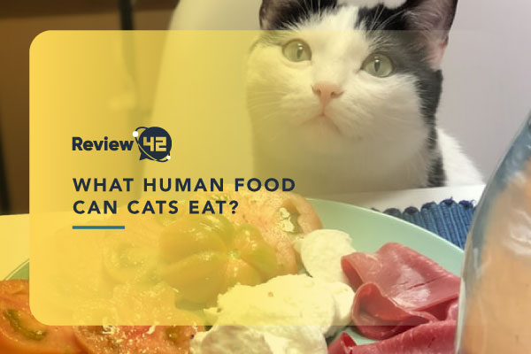 What Human Food Can Cats Eat? [And What Food to Avoid]