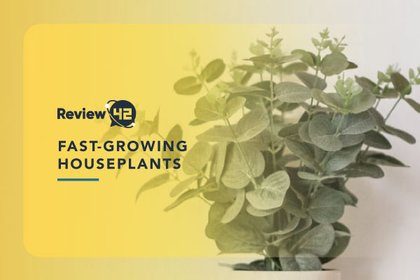Top 10 Fast-Growing Plants for Your Home