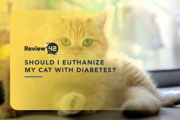 Should I Euthanize My Cat With Diabetes? [All Aspects Considered]