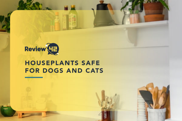 20 Houseplants Safe for Dogs and Cats (The Ultimate Guide)