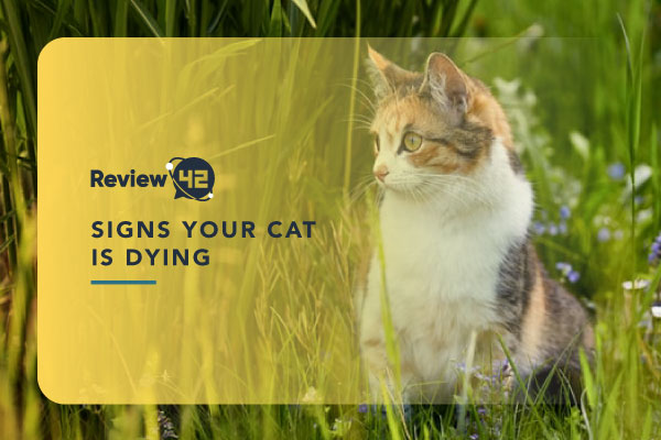11 Most Common Signs That Your Cat Is Dying