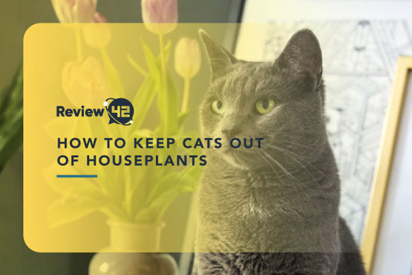 How to Keep Cats Away from Plants [9 Solutions to Try]