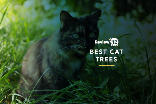 Best Cat Trees