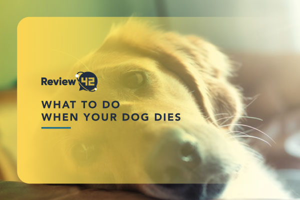 What to Do When Your Dog Dies and How to Say Farewell Properly