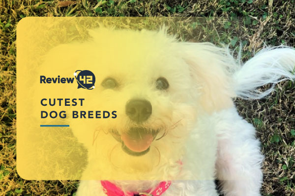 The Cutest Dog Breeds That Will Melt Your Heart