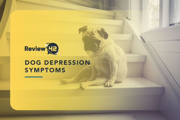 6 Common Dog Depression Symptoms & Treatment