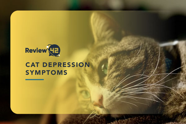 8 Common Cat Depression Symptoms