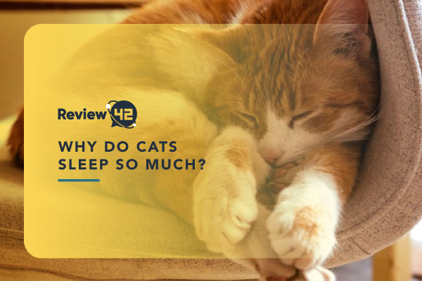 Why Do Cats Sleep So Much? [7 Most Common Reasons]