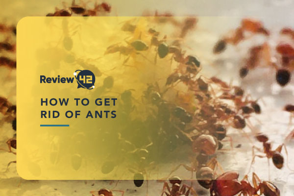 How to Get Rid of Ants in Your Home [13 Most Effective Ways]