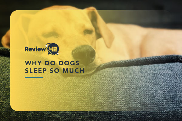 Why Do Dogs Sleep So Much and Other Sleep-Related Q&A