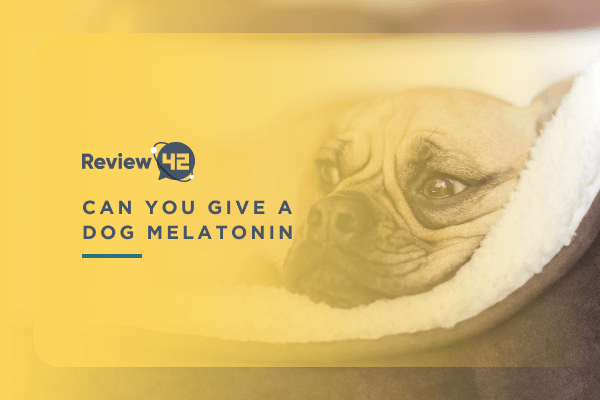 Can You Give a Dog Melatonin? [Indications, Dosage, Side Effects]