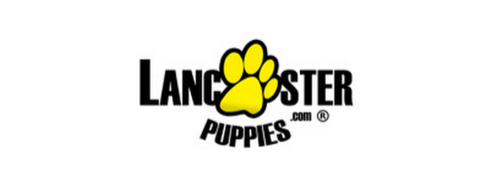 2022's In-Depth Lancaster Puppies Review