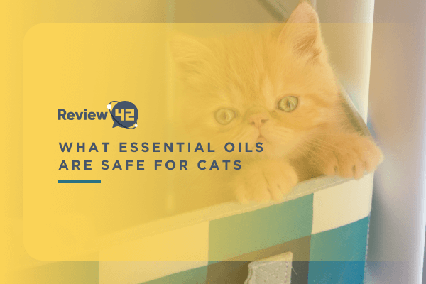 What Essential Oils Are Safe for Cats? [And Which to Avoid]