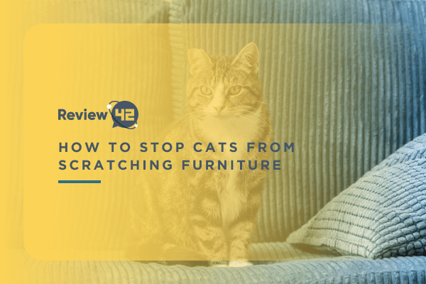 How to Stop Cats from Scratching Furniture [6 Tricks to Try]